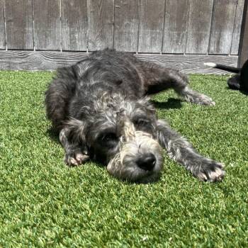 Spunky 3067 -  Poodle and Collie Dog for Adoption in Loxahatchee Groves, Florida - Spunky 3067 | PetCurious