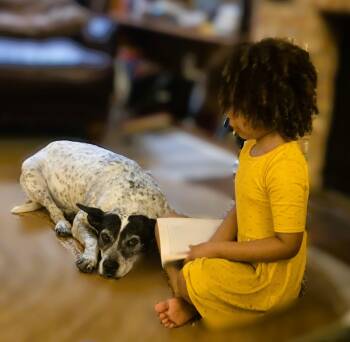 Zooka -  Australian Cattle Dog Blue Heeler Dog for Adoption in Austin, Texas - Zooka | PetCurious