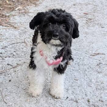 Rescue Chinese Crested Dog Dogs for Adoption in Port Richey, Florida - Road Runner | PetCurious
