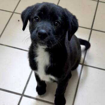 Labrador Retriever Dogs Available for Adoption - TUSC-Stray-83879_2 | PetCurious