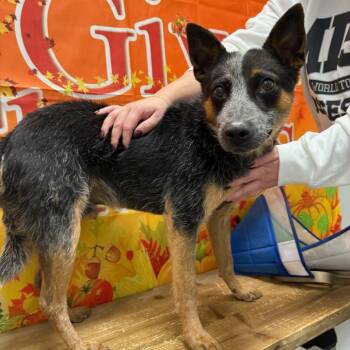 Rescue Australian Cattle Dog Blue Heeler Dogs for Adoption in Normal, Illinois - Hoyt | PetCurious