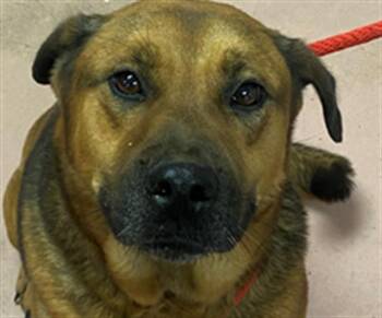 Rescue Mixed Breed Dogs for Adoption in Columbia, South Carolina - PANDORA | PetCurious