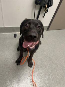 WESLEY -  Cane Corso Dog for Adoption in Ontario, California - WESLEY | PetCurious