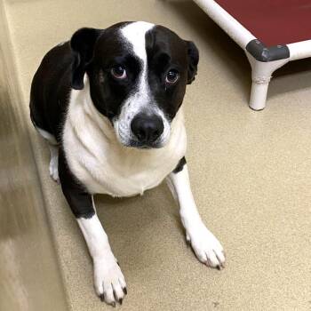 Whoopsie Daisy -  Mixed Breed Dog for Adoption in Monroe, Georgia - Whoopsie Daisy | PetCurious