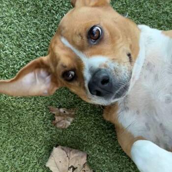 Jada -  Hound Dog for Adoption in New Bedford, Massachusetts - Jada | PetCurious