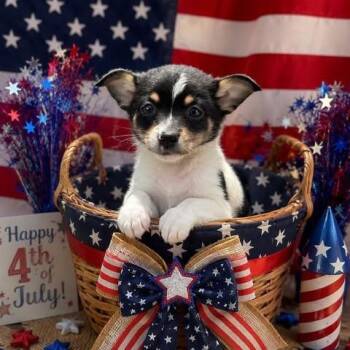 Pearl -  Pomeranian and Jack Russell Terrier Dog for Adoption in Crosby, Texas - Pearl | PetCurious