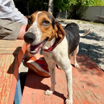 Mollie -  Treeing Walker Coonhound Dog for Adoption in Opelika, Alabama - Mollie | PetCurious