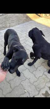 Rescue Black Labrador Retriever Dogs for Adoption in Citrus Heights, California - Lab Puppies - 2 Females | PetCurious