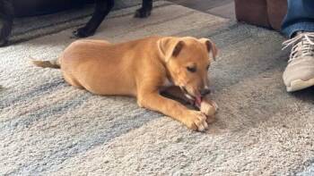 Labrador Retriever Dogs Available for Adoption in Colorado Springs, Colorado - Vienna | PetCurious