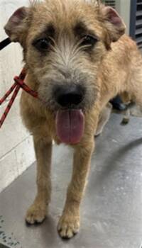 HACHI -  Tibetan Terrier Dog for Adoption in San Bernardino, California - HACHI | PetCurious