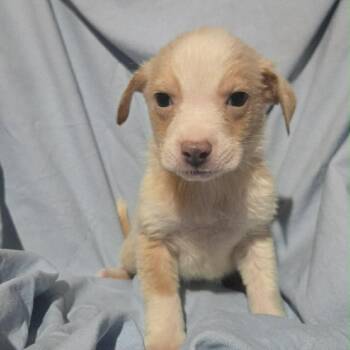 Labrador Retriever Dogs Available for Adoption - Blue Jay | PetCurious