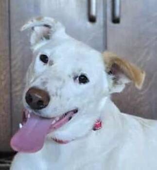 Rescue Canaan Dog and Akbash Dogs for Adoption in Boerne, Texas - Egret | PetCurious
