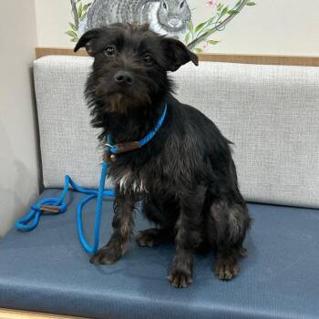 Cairn Terrier and Miniature Schnauzer Dogs Available for Adoption in Barrington, Illinois - Toto | PetCurious