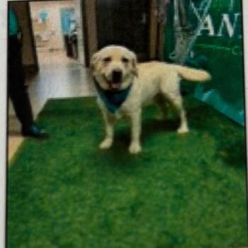 Emmett -  Labrador Retriever and Mixed Breed Dog for Adoption in Pacifica, California - Emmett | PetCurious