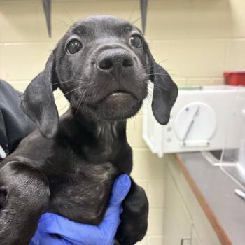 Mixed Breed Dogs Available for Adoption - 03/27/2026-Stray-WellbornDrive-2 | PetCurious