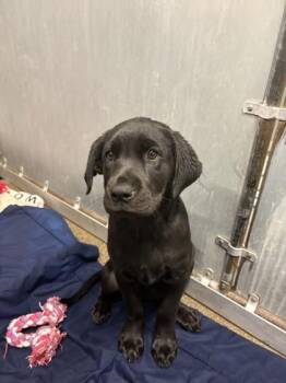 Karen Smith -  Rottweiler and Mixed Breed Dog for Adoption in Roseville, California - Karen Smith | PetCurious