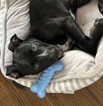 Rescue Labrador Retriever and Australian Shepherd Dogs for Adoption in Dallas, Texas - Junior - EXT WS | PetCurious