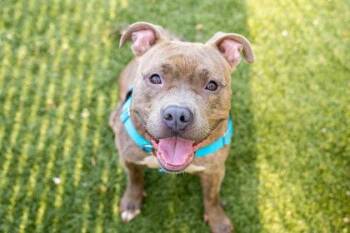 Ferrari Blue -  American Staffordshire Terrier and Mixed Breed Dog for Adoption in Woodbury, Minnesota - Ferrari Blue | PetCurious