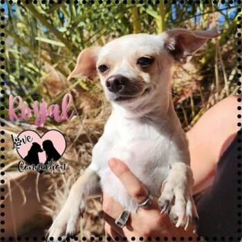 Royal -  Chihuahua Dog for Adoption in Gilbert, Arizona - Royal | PetCurious