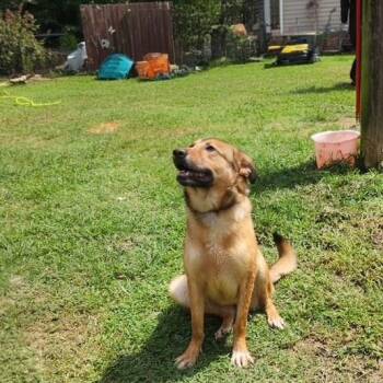 Amory -  German Shepherd Dog and Shepherd Dog for Adoption in Manhasset, New York - Amory | PetCurious