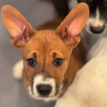 Mixed Breed Dogs Available for Adoption in Rockville, Maryland - Frosty | PetCurious