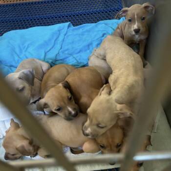 Terrier Dogs Available for Adoption in Clearwater, Florida - Mick | PetCurious