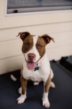 Rescue Pit Bull Terrier and Mixed Breed Dogs for Adoption in Houston, Texas - Copper | PetCurious