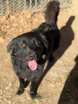 Flat Coated Retriever and Mixed Breed Dogs Available for Adoption - BLAKE | PetCurious