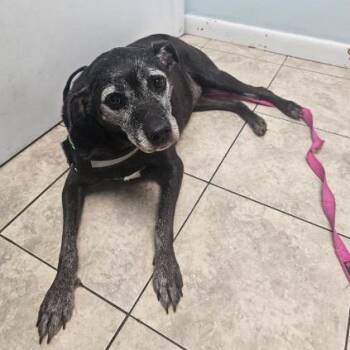 ELLIE - Foster/Fospice or adopter needed -  Labrador Retriever Dog for Adoption in Largo, Florida - ELLIE - Foster/Fospice Or Adopter Needed | PetCurious