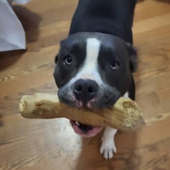 Rescue American Staffordshire Terrier and Pit Bull Terrier Dogs for Adoption in Austin, Texas - Juno | PetCurious
