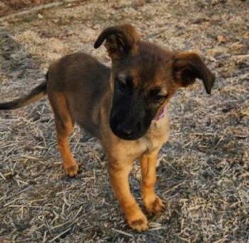 Belgian Shepherd Malinois Dogs Available for Adoption - **PENELOPE** | PetCurious