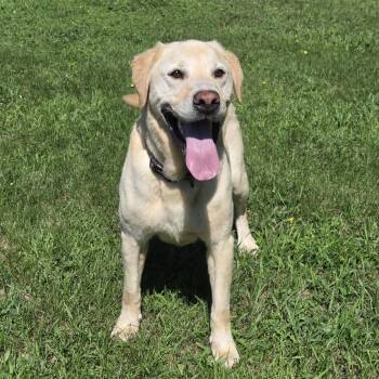 Venti -  Yellow Labrador Retriever Dog for Adoption in Park Rapids, Minnesota - Venti | PetCurious