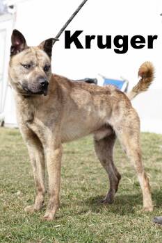 Rescue German Shepherd Dog Dogs for Adoption in Macomb, Illinois - Krueger | PetCurious