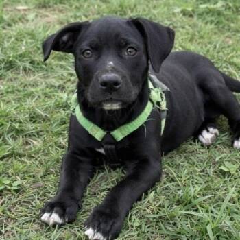 Pit Bull Terrier and Black Labrador Retriever Dogs Available for Adoption in Pelham, New Hampshire - Nesquik  | PetCurious