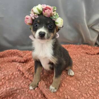 Chihuahua and Pomeranian Dogs Available for Adoption in Foley, Alabama - Caroline | PetCurious