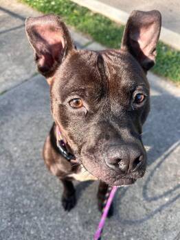 Milk Boy -  Mixed Breed Dog for Adoption in Cincinnati, Ohio - Milk Boy | PetCurious