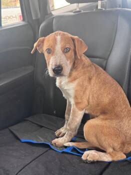 John -  Australian Cattle Dog Blue Heeler Dog for Adoption in Thornton, Colorado - John | PetCurious