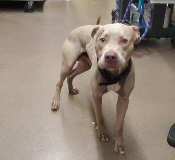 T-BONE -  Pit Bull Terrier Dog for Adoption in Aurora, Illinois - T-BONE | PetCurious