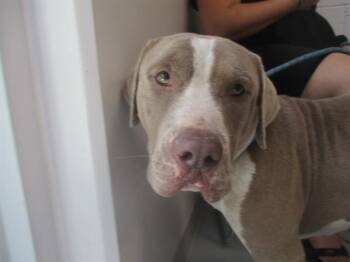 BOY -  Staffordshire Bull Terrier Dog for Adoption in Ocala, Florida - BOY | PetCurious