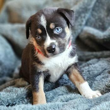 Husky and Pit Bull Terrier Dogs Available for Adoption - Blair | PetCurious