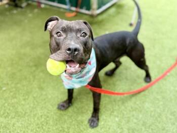 Flocca -  Mixed Breed Dog for Adoption in New York, New York - Flocca | PetCurious
