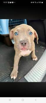 Lola (Cookies Babies 6) -  Pit Bull Terrier Dog for Adoption in Lewis Center, Ohio - Lola (Cookies Babies 6) | PetCurious