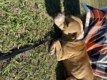 Rescue Pit Bull Terrier Dogs for Adoption in Lakeland, Georgia - Bambi | PetCurious