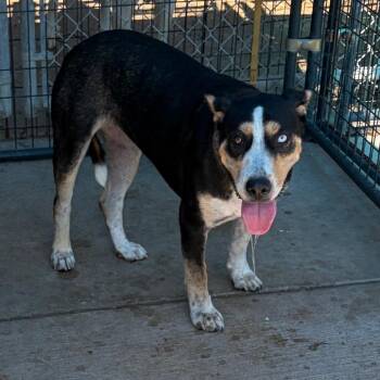 Sunshine -  Mixed Breed Dog for Adoption in Lake Jackson, Texas - Sunshine | PetCurious