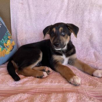 Areli -  German Pinscher Dog for Adoption in Tucson, Arizona - Areli | PetCurious