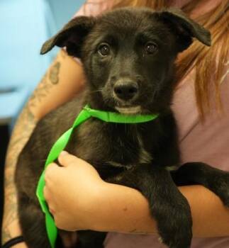 Kelly -  Shepherd and Mixed Breed Dog for Adoption in Bowling Green, Kentucky - Kelly | PetCurious