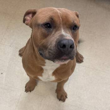 Mixed Breed Dogs Available for Adoption in Lake Panasoffkee, Florida - Remi | PetCurious