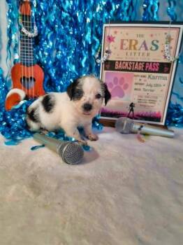 Karma -  Terrier Dog for Adoption in Wake Forest, North Carolina - Karma | PetCurious