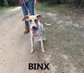 Binx -  Coonhound and Whippet Dog for Adoption in Washington, Georgia - Binx | PetCurious