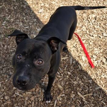 Rescue Pit Bull Terrier Dogs for Adoption in Leesburg, Virginia - FIAT | PetCurious